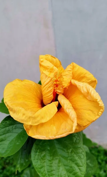 Fotografia Żółtego Kwiatu Zielonymi Liśćmi Przed Ścianą Jest Żółty Kwiat — Zdjęcie stockowe