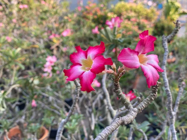 Фотография Розового Цветка Белым Центром Дереве Два Розовых Цветов Которые — стоковое фото