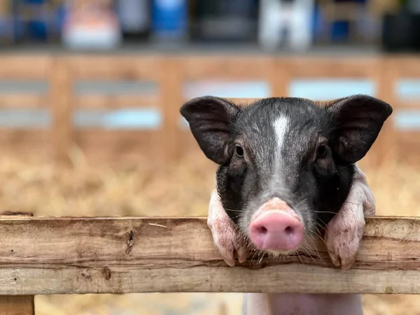 Uma Fotografia Porco Enfiando Cabeça Sobre Uma Cerca Pequeno Porco — Fotografia de Stock