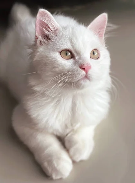 一只白猫坐在桌子上向上看的照片 一只白猫坐在桌子上向上看的照片 — 图库照片