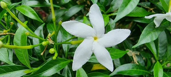 Una Fotografia Fiore Bianco Con Foglie Verdi Sullo Sfondo Fiore — Foto Stock