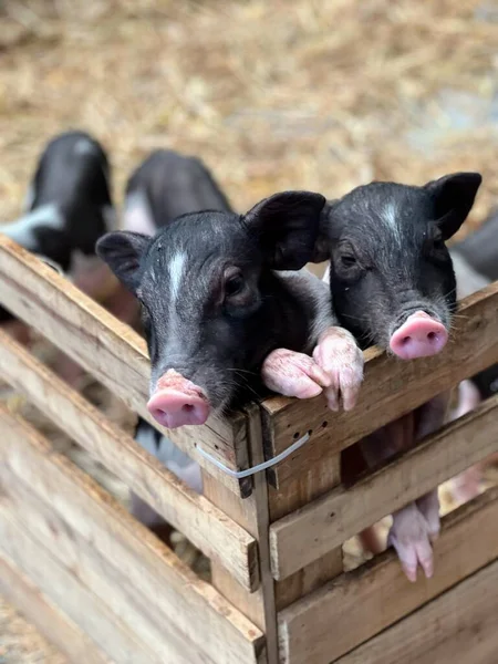 Μια Φωτογραφία Τρία Γουρούνια Βγάζουν Κεφάλι Τους Από Ένα Ξύλινο — Φωτογραφία Αρχείου