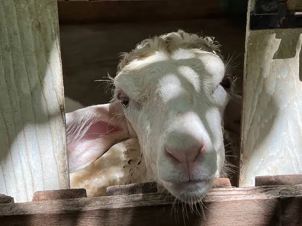 Tahta Çitten Bakan Bir Koyunun Fotoğrafı Çitin Içinden Bakan Bir — Stok fotoğraf