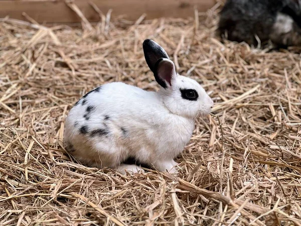 Una Fotografia Piccolo Coniglio Bianco Seduto Mucchio Paglia Piccolo Coniglio — Foto Stock