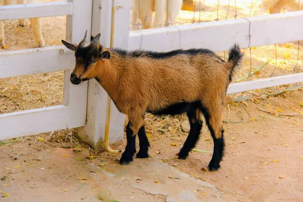 Photography Goat Standing Next Fence Pen Small Goat Standing Front — Stock Photo, Image