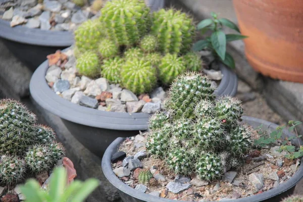 Een Foto Van Een Groep Cactusplanten Potten Een Patio Verschillende — Stockfoto