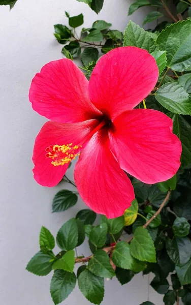 Fotografia Czerwonego Kwiatu Zielonymi Liśćmi Białej Ścianie Jest Czerwony Kwiat — Zdjęcie stockowe