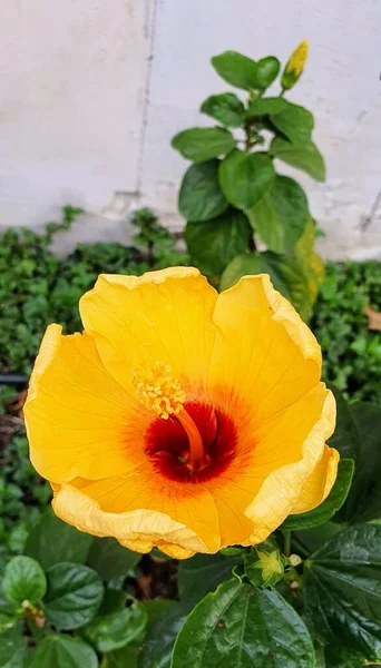 Una Fotografía Una Flor Amarilla Con Centro Rojo Jardín Hay — Foto de Stock