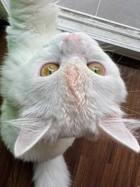 一只长着粉红鼻子和粉红鼻子的白猫的照片 还有一只长着粉红鼻子和白尾巴的白猫 — 图库照片
