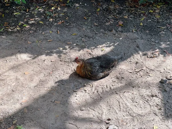 Eine Fotografie Von Einem Huhn Das Auf Dem Boden Schatten — Stockfoto