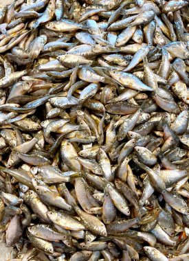 Masanın üstünde oturan küçük bir balık yığınının fotoğrafı. Yerde yatan bir sürü küçük balık var.