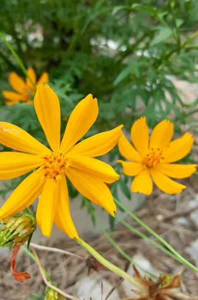 Uma Fotografia Uma Flor Amarela Com Caule Verde Primeiro Plano — Fotografia de Stock