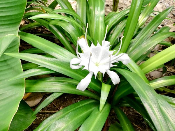 Uma Fotografia Uma Flor Branca Com Folhas Verdes Fundo Uma — Fotografia de Stock