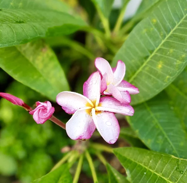 Фотографія Рожевої Квітки Зеленим Листям Задньому Плані Рослині Квітуча Рожева — стокове фото