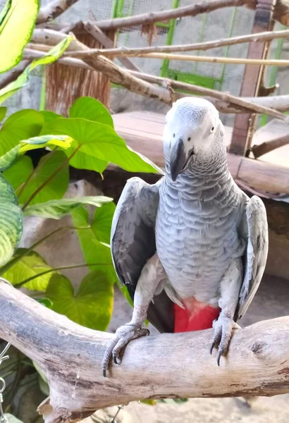 Fotografie Papouška Sedícího Větvi Červenou Koulí Tam Pták Který Sedí — Stock fotografie
