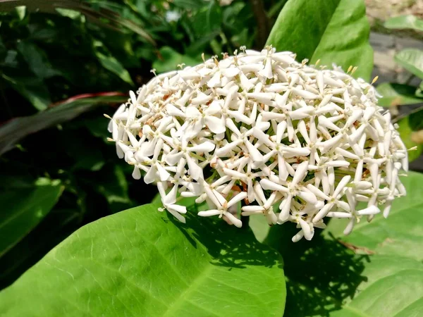 Una Fotografía Una Flor Blanca Con Muchas Flores Blancas Minúsculas — Foto de Stock