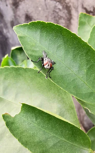 Eine Fotografie Eines Käfers Auf Einem Blatt Mit Einem Roten — Stockfoto