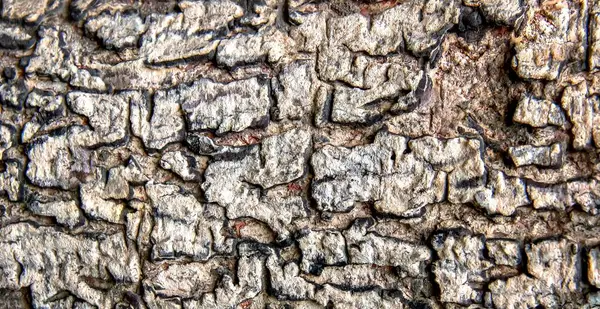非常にざらざらした質感の木の幹の写真中央に小さな穴が開いている木の樹皮を焦がし — ストック写真