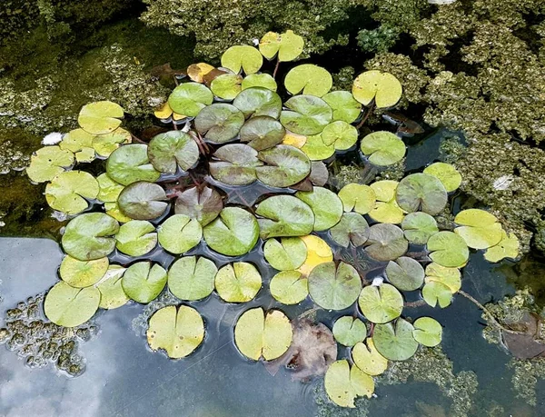 Μια Φωτογραφία Μιας Λίμνης Νούφαρα Και Πράσινα Φύλλα Υπάρχει Μια — Φωτογραφία Αρχείου