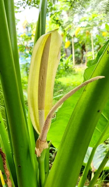 Büyümekte Olan Çiçekli Bir Bitkinin Fotoğrafı Çok Uzun Bir Çiçek — Stok fotoğraf