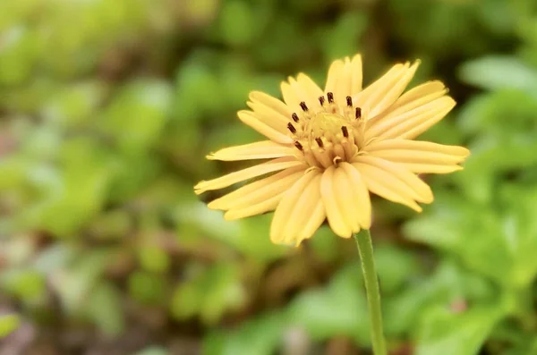 Yeşil Arka Planı Olan Sarı Bir Çiçeğin Fotoğrafı Çimenlerde Yetişen — Stok fotoğraf