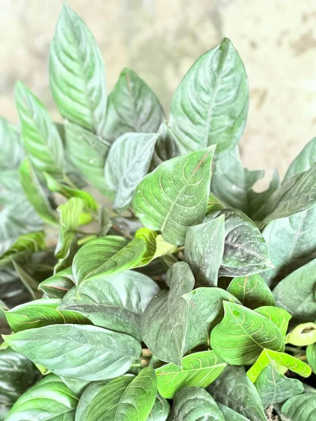 초록색 냄비가 식물의 화분에서 자라는 — 스톡 사진