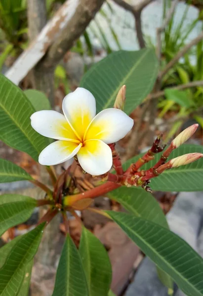 Fotografia Biało Żółty Kwiat Zielonymi Liśćmi Jest Biało Żółty Kwiat — Zdjęcie stockowe