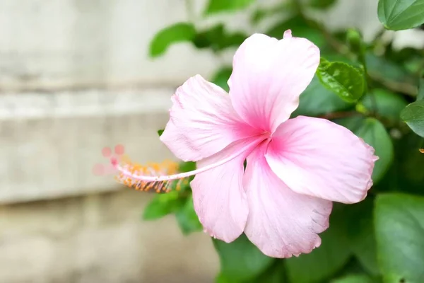 Uma Fotografia Uma Flor Rosa Com Caule Verde Primeiro Plano — Fotografia de Stock