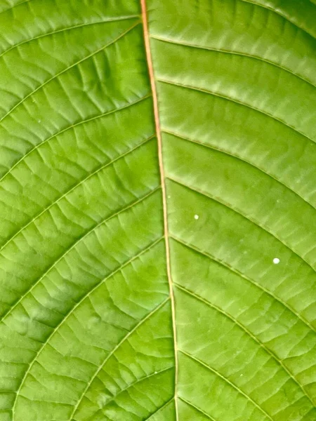 Üzerinde Küçük Bir Böcek Olan Bir Yaprağın Yakın Plan Fotoğrafı — Stok fotoğraf