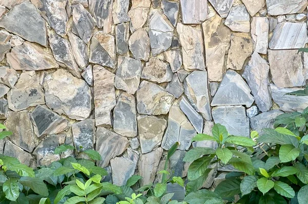 Een Fotografie Van Een Stenige Muur Met Een Plant Die — Stockfoto