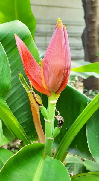 a photography of a flower budding in a garden with green leaves, there is a red flower that is growing on a plant