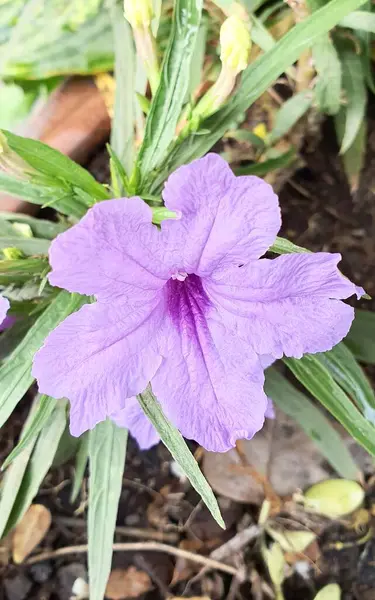 背景に緑色の葉を持つ紫色の花の写真汚れのある庭に緑色の葉を持つ紫色の花 — ストック写真