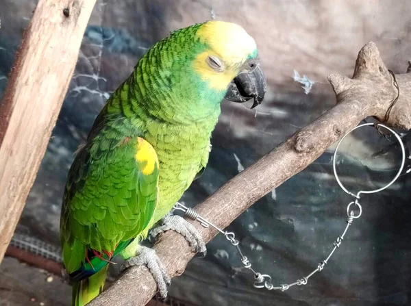 Фотографія Зеленого Папуги Сидить Гілці Клітці Зелений Папуга Сидить Гілці — стокове фото