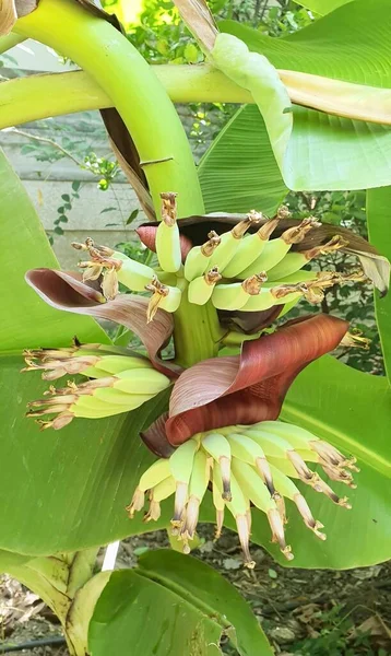 Uma Fotografia Uma Bananeira Com Monte Bananas Crescendo Nela Uma — Fotografia de Stock