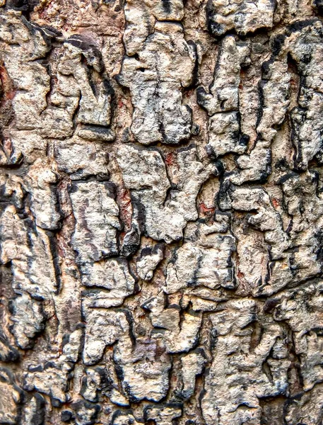 무늬가 나무껍질 나무줄기 — 스톡 사진
