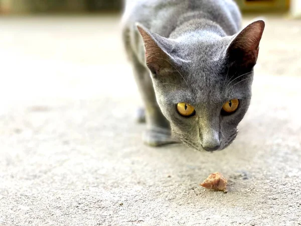 Sebuah Foto Seekor Kucing Sedang Melihat Sepotong Makanan Ada Seekor — Stok Foto