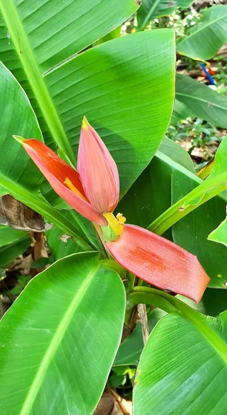 a photography of a flower with a red center surrounded by green leaves, there is a red flower that is growing on a green plant