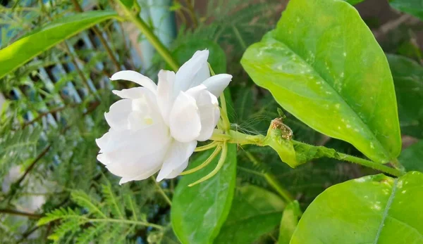 照片上的白花背景是绿叶 有一朵白花生长在植物上 — 图库照片