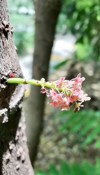 a photography of a pink flower growing on a tree trunk, there is a small pink flower growing on a tree branch