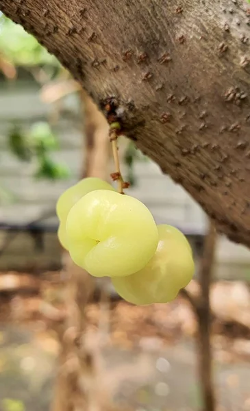 一张挂在树上的一串葡萄的照片 森林里有三颗挂在树枝上的葡萄 — 图库照片