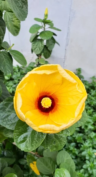 a photography of a yellow flower with a red center in a garden, there is a yellow flower with a red center in a garden