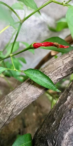 Φωτογραφία Κόκκινου Πιπεριού Τσίλι Κλαδί Πράσινα Φύλλα Υπάρχει Κόκκινο Τσίλι — Φωτογραφία Αρχείου