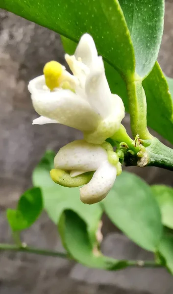Una Fotografía Una Flor Blanca Con Hojas Verdes Árbol Hay — Foto de Stock