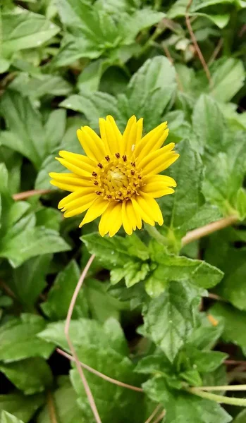 Yeşil Yapraklı Bir Tarlada Sarı Bir Çiçeğin Fotoğrafı Çimenlerde Yetişen — Stok fotoğraf