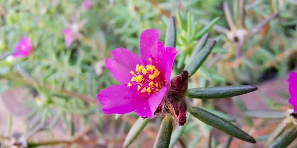 stock image a photography of a pink flower with yellow stamens in a garden, there is a pink flower with yellow stamens growing in a garden