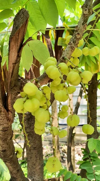 Photography Bunch Grapes Hanging Tree Many Grapes Hanging Branches Tree — Stock Photo, Image