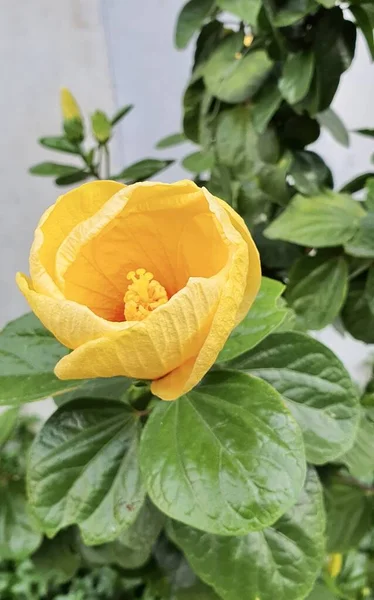 Una Fotografía Una Flor Amarilla Con Hojas Verdes Fondo Hay — Foto de Stock