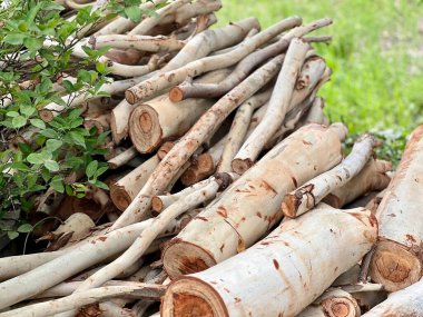 Arka planda çalılık olan bir yığın ağaç dalının fotoğrafı. Yerde yığılmış bir sürü dal var.