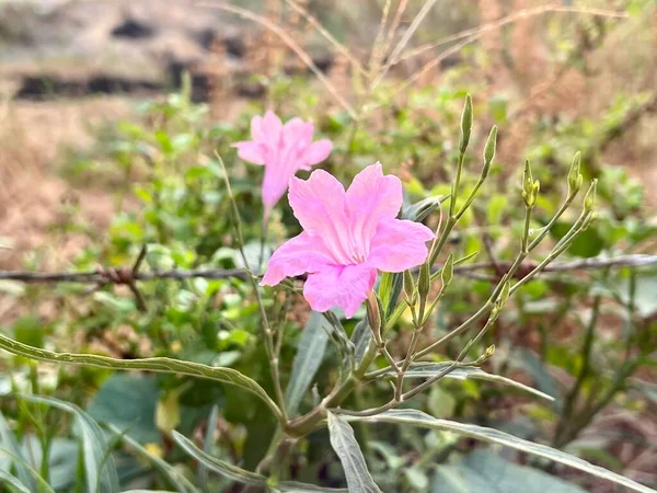 a photography of a pink flower in a field with a barbed wire fence, there is a pink flower that is growing in the grass