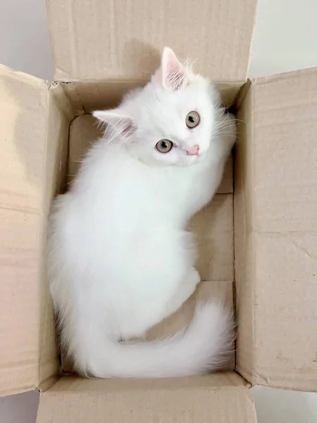 Una Fotografía Gato Blanco Sentado Una Caja Cartón Hay Gato — Foto de Stock